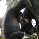 Image for article titled Even Wild Chimps Like To Get Drunk Now And Then